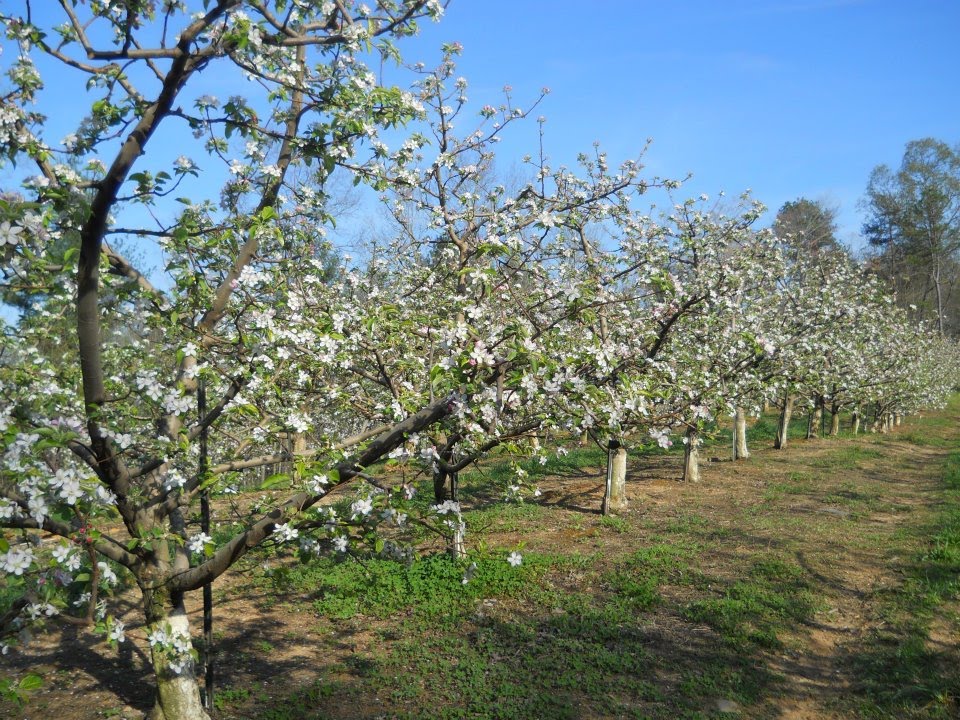 Apple Blossoms