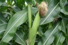 U-Pick Corn at the Red Apple Barn