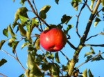 U-Pick at the Red Apple Barn