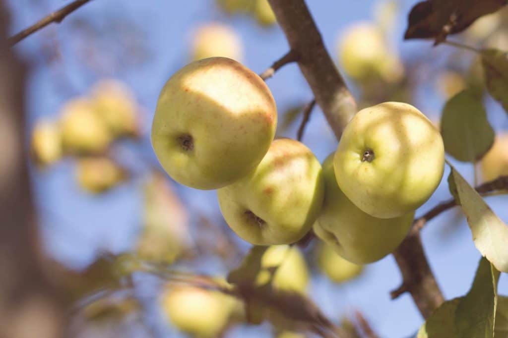 apples orchards in ellijay